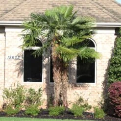 Windmill Palm Tree 11 Windmill Palm Tree -Brighterblooms Shop Windmill Palm 12