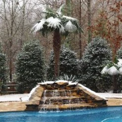 Windmill Palm Tree 12 Windmill Palm Tree -Brighterblooms Shop Windmill Palm 4 BB