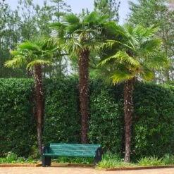 Windmill Palm Tree 13 Windmill Palm Tree -Brighterblooms Shop Windmill Palm 9