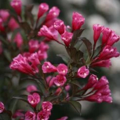 Wine & Roses® Weigela Shrub 10 Wine & Roses® Weigela Shrub -Brighterblooms Shop Wine and Roses Weigela 3 FGT