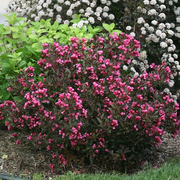Wine & Roses® Weigela Shrub 3 Wine & Roses® Weigela Shrub