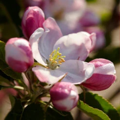 Winesap Apple Tree -Brighterblooms Shop Winesap Apples 3