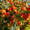 Winesap Apple Tree 2 Winesap Apple Tree -Brighterblooms Shop Winesap Apples BB 600x600 63808b7d 3456 4831 b8d3 d7dabac6dd59