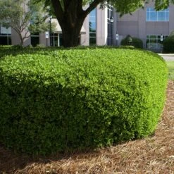 Dwarf Yaupon Holly Shrub -Brighterblooms Shop Yaupon 11