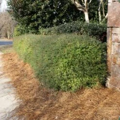 Dwarf Yaupon Holly Shrub -Brighterblooms Shop Yaupon 3 BB