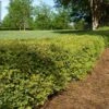 Dwarf Yaupon Holly Shrub -Brighterblooms Shop Yaupon BB 600x600 926c3e70 8569 43ec 960f 1f04f1729eba