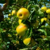 Golden Delicious Apple Tree -Brighterblooms Shop Yellow Delicious Apples BB 600x600 ffd8ef42 6027 4e47 ae51 699562233645