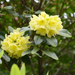 Yellow Rhododendron Shrub 7 Yellow Rhododendron Shrub -Brighterblooms Shop Yellow Rhododendron 2 BB
