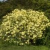 Yellow Rhododendron Shrub -Brighterblooms Shop Yellow Rhododendron BB 600x600 e8119591 8323 4fc9 8292 02de3bcbd286