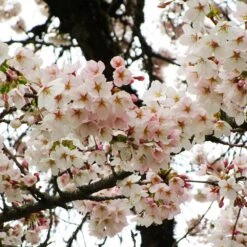 Yoshino Cherry Tree -Brighterblooms Shop Yoshino Cherry 6 BB