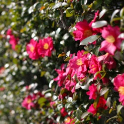 Yuletide Camellia Shrub -Brighterblooms Shop Yuletide Camellia 2 BB