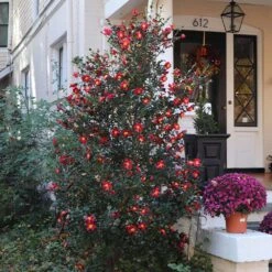 Yuletide Camellia Shrub -Brighterblooms Shop Yuletide Camellia 4 BB