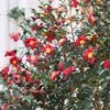 Yuletide Camellia Shrub -Brighterblooms Shop Yuletide Camellia BB 600x600 231cc889 d3eb 4c92 b351 726aedbaeb14