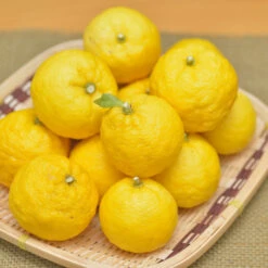 Yuzu Tree -Brighterblooms Shop Yuzu Citrus 2