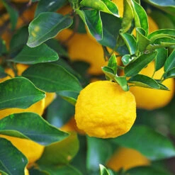 Yuzu Tree -Brighterblooms Shop Yuzu Citrus 5