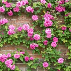 Zephirine Drouhin Climbing Rose