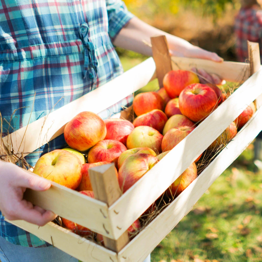 Zestar Apple Tree 4 Zestar Apple Tree - Image 2