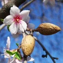 NE Plus Almond Tree -Brighterblooms Shop almond neplus3 400 01