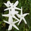 Angel Wing Jasmine Shrub -Brighterblooms Shop angel wing 220