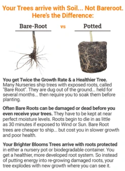 Okame Cherry Tree -Brighterblooms Shop bareroot vs potted 2018 mz 400 14