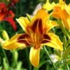Blackeyed Stella Daylily -Brighterblooms Shop daylily 220