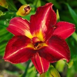 Pardon Me Daylily -Brighterblooms Shop daylily pardon me 2 400