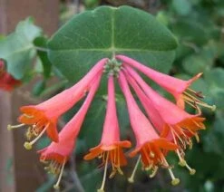 Scarlet Honeysuckle Vine -Brighterblooms Shop honeysuckle scarlet 1 400 01