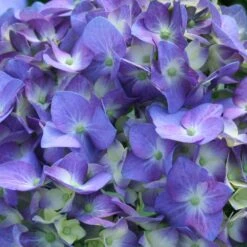Let's Dance® Blue Jangles Hydrangea Shrub -Brighterblooms Shop hydrangea lets dance blue jangles 3