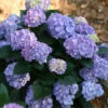 Let's Dance® Blue Jangles Hydrangea Shrub -Brighterblooms Shop hydrangea lets dance blue jangles BB 600x600 43e7f12d 008f 477c 80d4 3c2e84c079d3