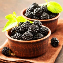 Kiowa Blackberry Bush -Brighterblooms Shop kiowa blackberry 3