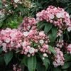 Olympic Fire Mountain Laurel Shrub -Brighterblooms Shop laurel 220 01