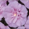 Lavender Rose Of Sharon Althea Shrub -Brighterblooms Shop lav hib 220