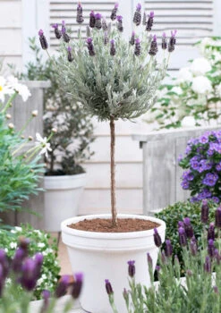 Lavender Standard Topiary Tree -Brighterblooms Shop lavender topiary 600