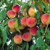 Majestic Peach Tree -Brighterblooms Shop majestic peach 220