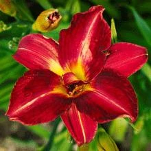 Pardon Me Daylily