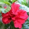 Red Rose Of Sharon Althea Shrub -Brighterblooms Shop red hibiscus1 220