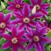 Fireworks Clematis Vine 2 Fireworks Clematis Vine -Brighterblooms Shop reop Fireworks Clematis 220