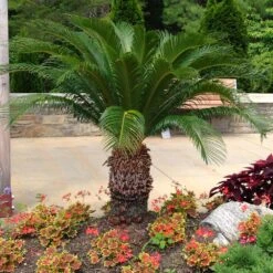 Sago Palm Tree -Brighterblooms Shop sago palm 11