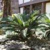 Sago Palm Tree -Brighterblooms Shop sago palm BB 600x600 2e523182 d61f 4ab4 9de0 d4864412962d