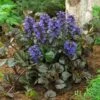 Black Scallop Ajuga Plant -Brighterblooms Shop scallop 220