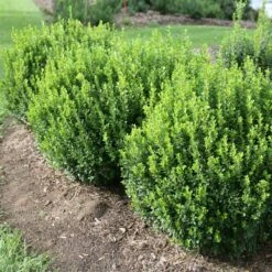 Sprinter® Boxwood Shrub 9 Sprinter® Boxwood Shrub -Brighterblooms Shop sprinter boxwood 1 BB