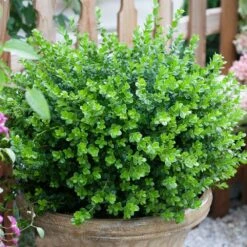 Sprinter® Boxwood Shrub 10 Sprinter® Boxwood Shrub -Brighterblooms Shop sprinter boxwood 3