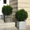 Sprinter® Boxwood Shrub -Brighterblooms Shop sprinter boxwood BB 600x600 b24a5902 adf3 4666 bd8c 950534f9e3e2