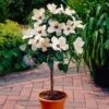 White Tropical Hibiscus Tree -Brighterblooms Shop white hibiscus tree 220