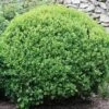 Winter Gem Boxwood Shrub -Brighterblooms Shop winter gem 220