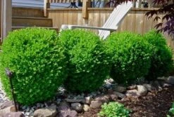 Winter Gem Boxwood Shrub -Brighterblooms Shop wintergem1 400 01