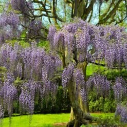 Purple Wisteria Tree 9 Purple Wisteria Tree -Brighterblooms Shop wisteria tree 5 BB