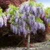Purple Wisteria Tree -Brighterblooms Shop wisteria tree BB 600x600 bd76ad45 21cd 4411 b4ae b07dfd1534a3